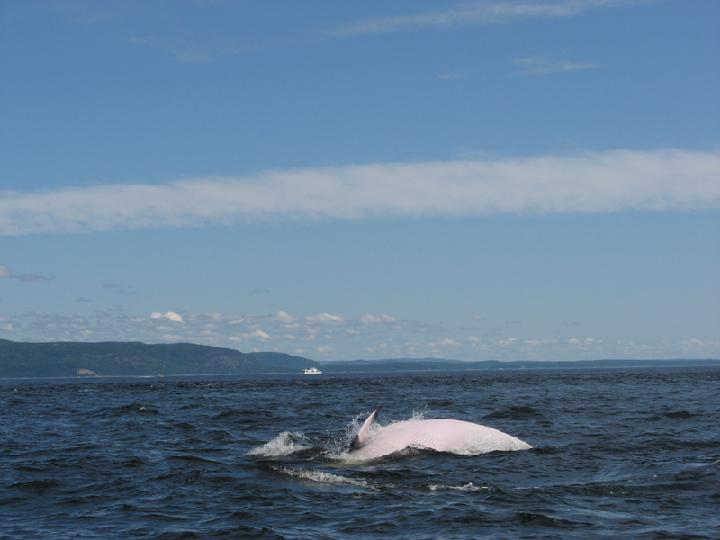Baleines 006.JPG